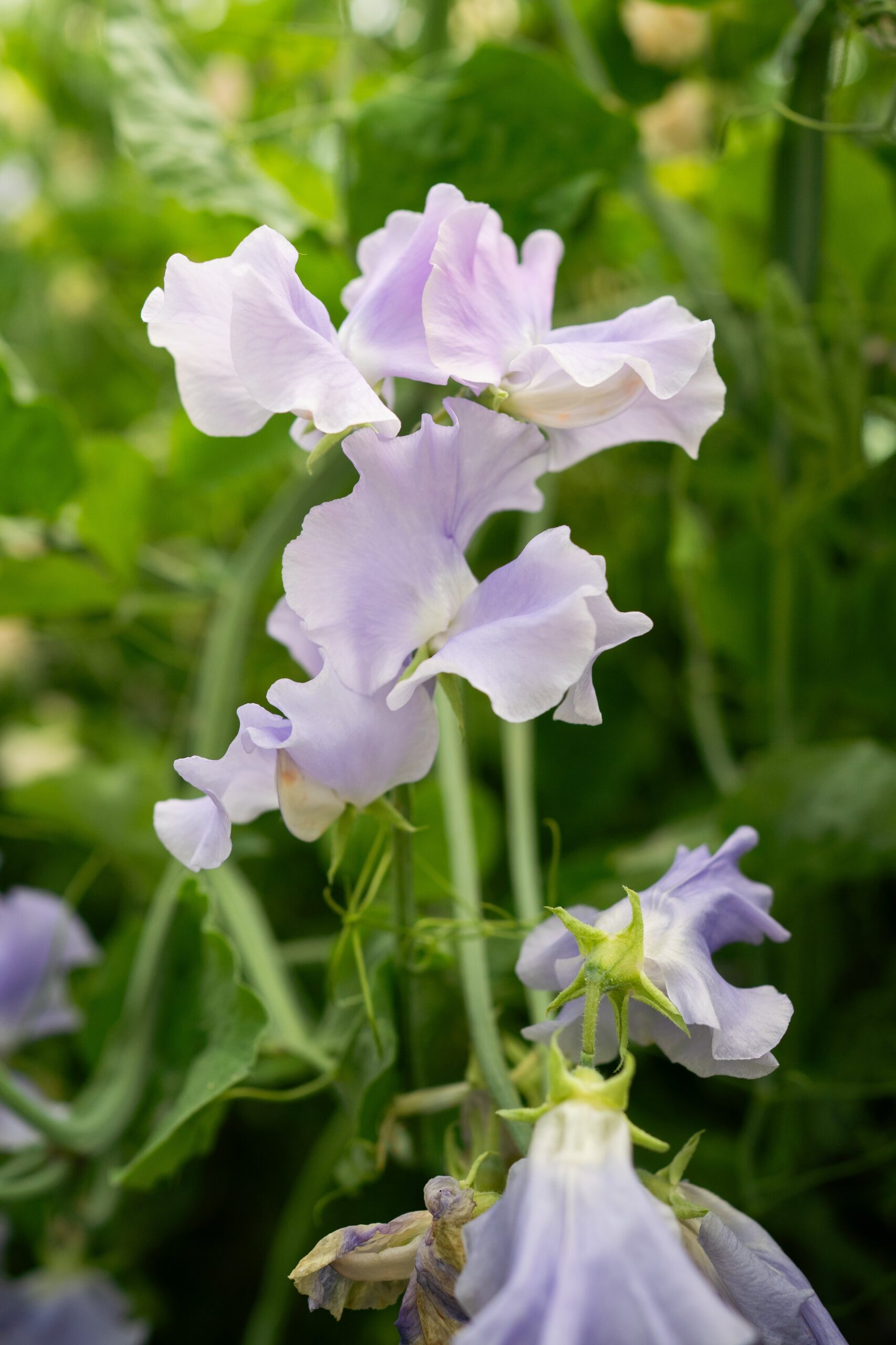 Sweet Pea Charlies Angels