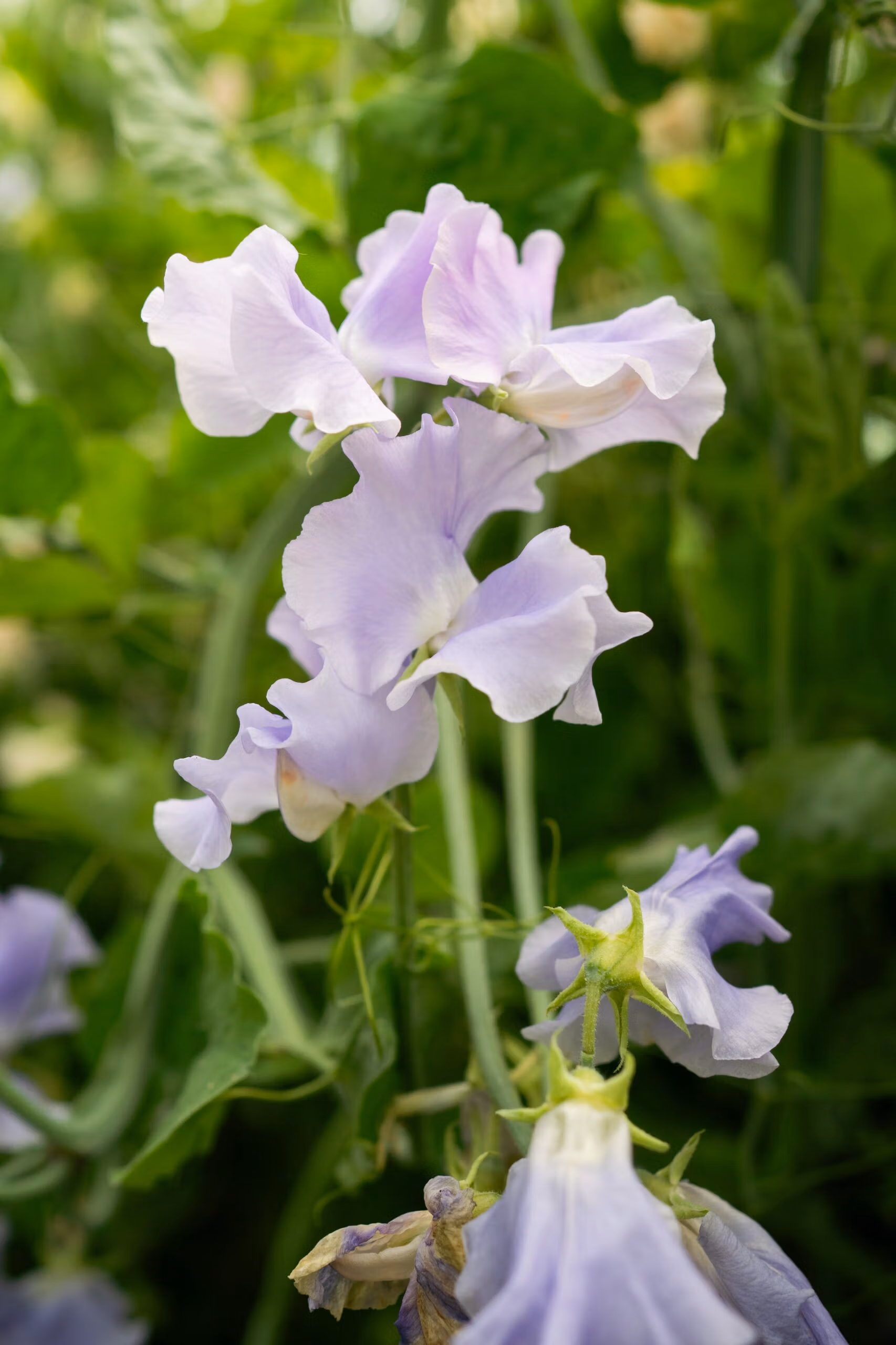 Sweet Pea Charlies Angels