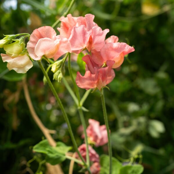 Sweet Pea Kings Ransom