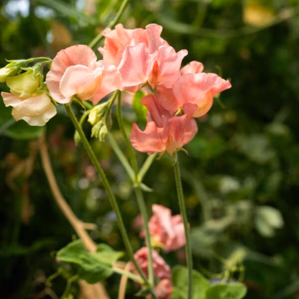 Sweet Pea Kings Ransom