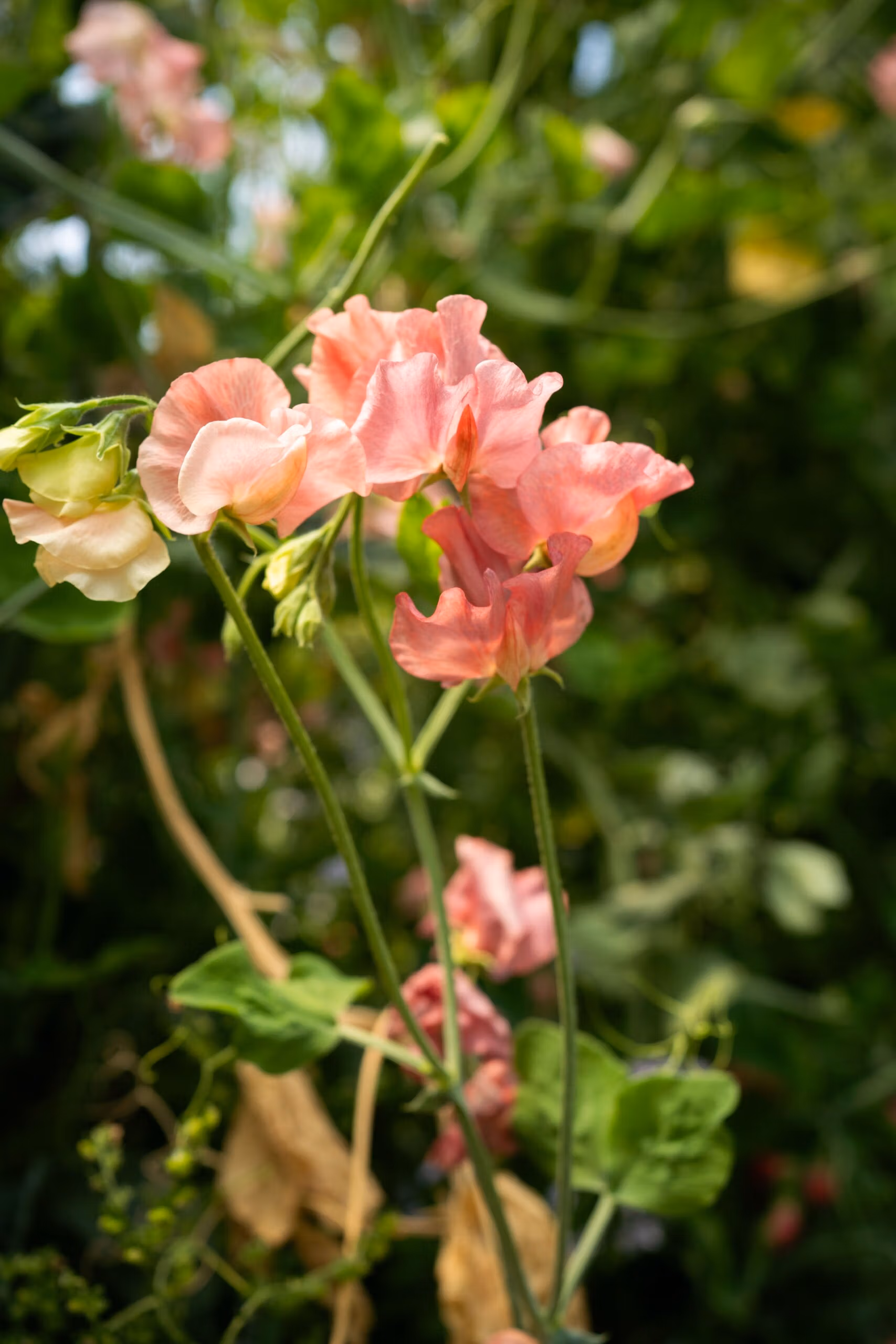 Sweet Pea Kings Ransom