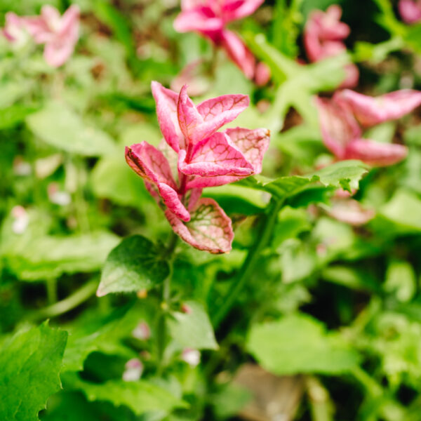 Clary Sage Pink Sundae