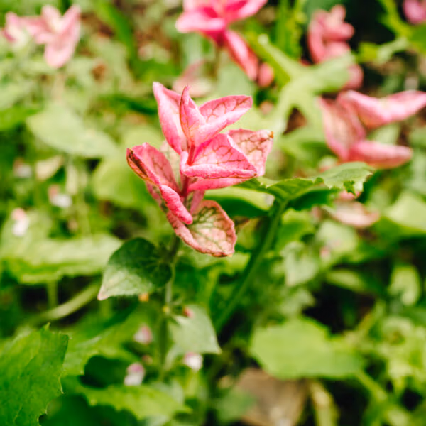 Clary Sage Pink Sundae