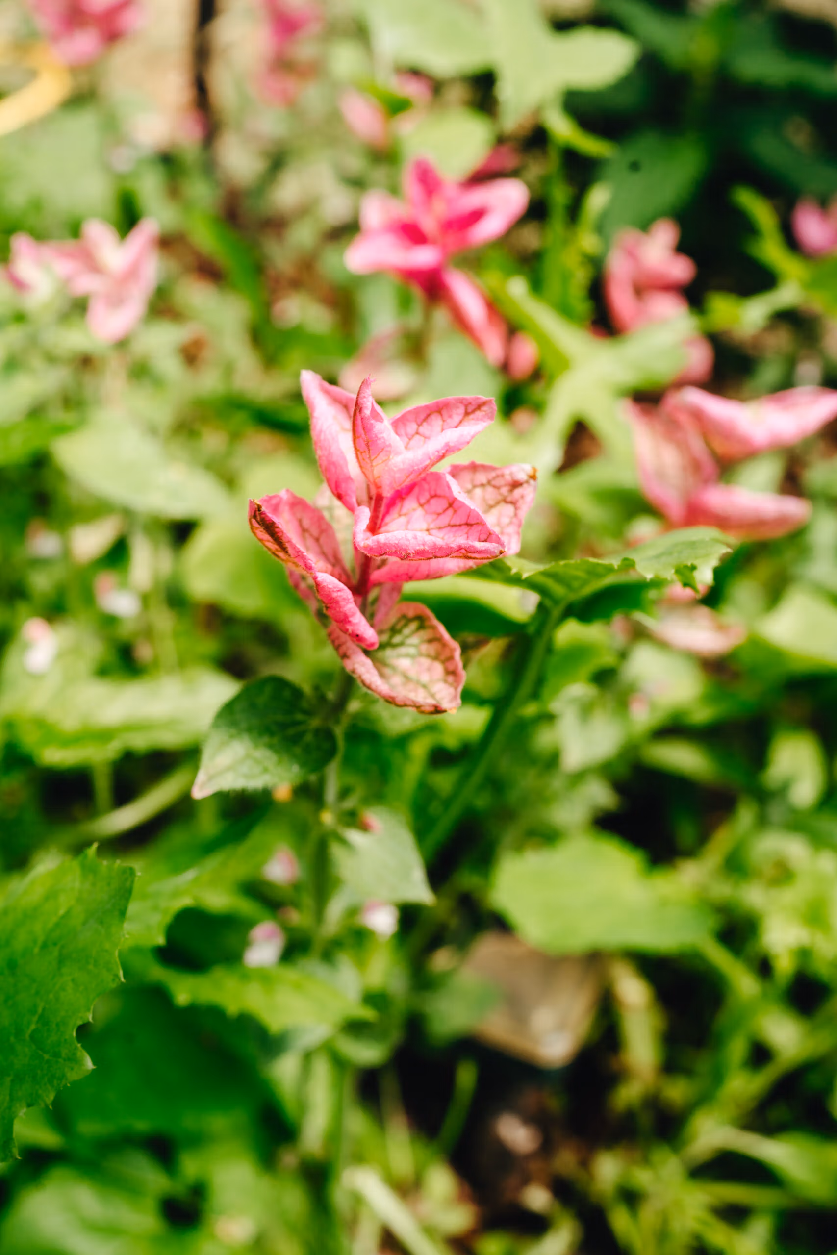 Clary Sage Pink Sundae