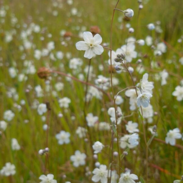 Argentine Forget me Not (Omphalodes linifolia)