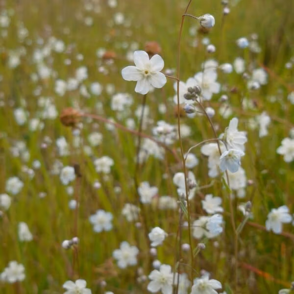 Argentine Forget me Not (Omphalodes linifolia)