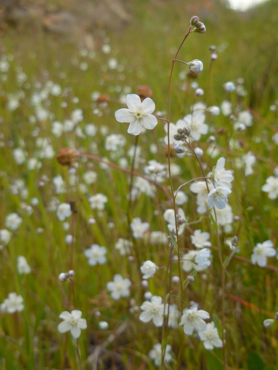 Argentine Forget me Not (Omphalodes linifolia)