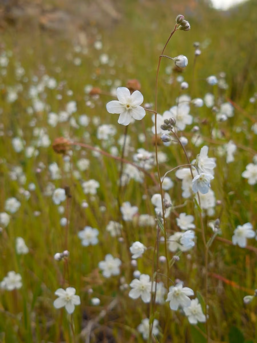 Argentine Forget me Not (Omphalodes linifolia)