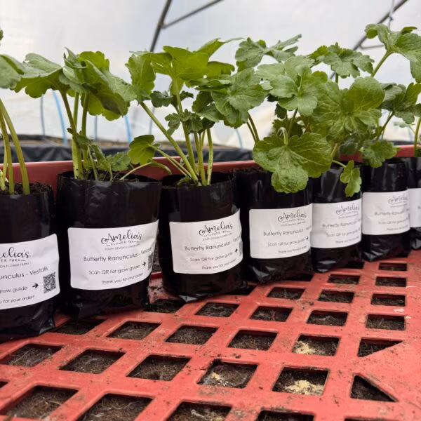 Ranunculus and Butterfly Ranunculus Plants Dispatch October 2026