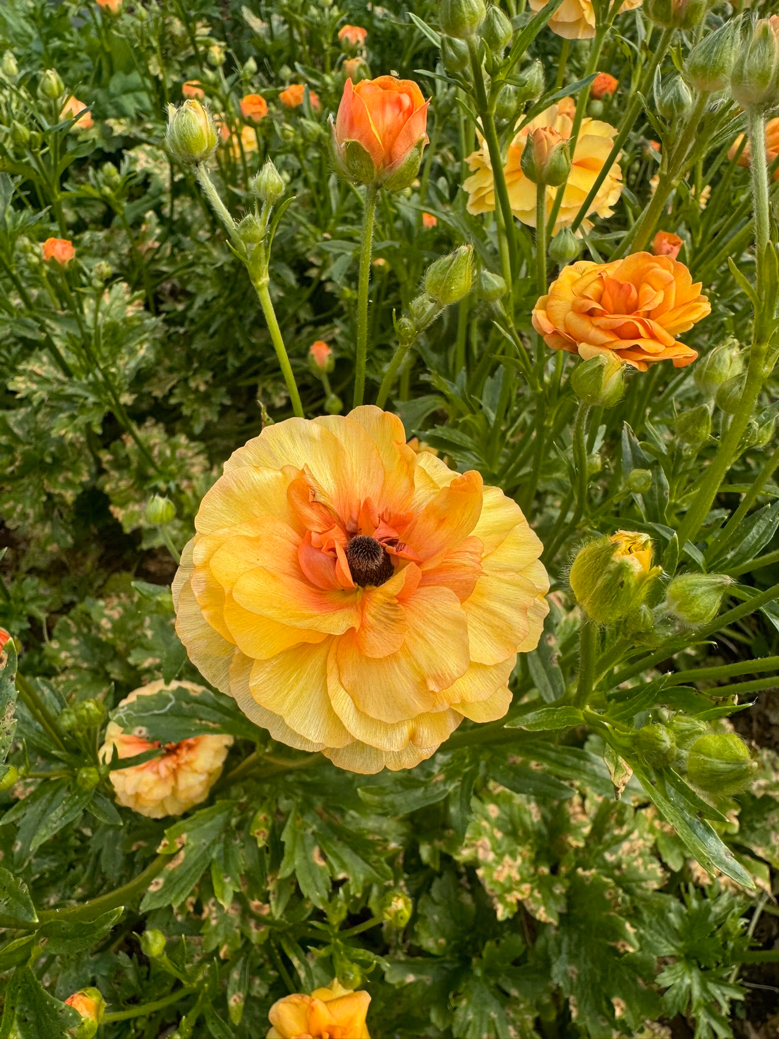 Butterfly Ranunculus Plants Vestalis - Image 3
