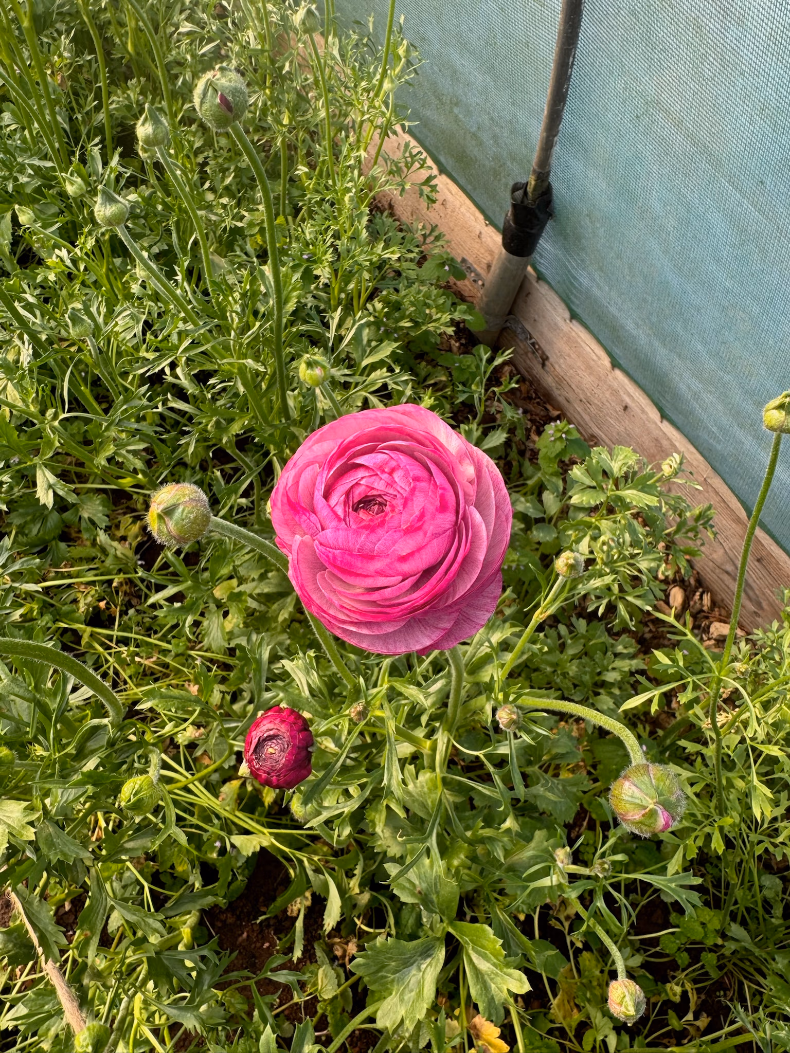 Ranunculus Plants Purple Jean - Image 5