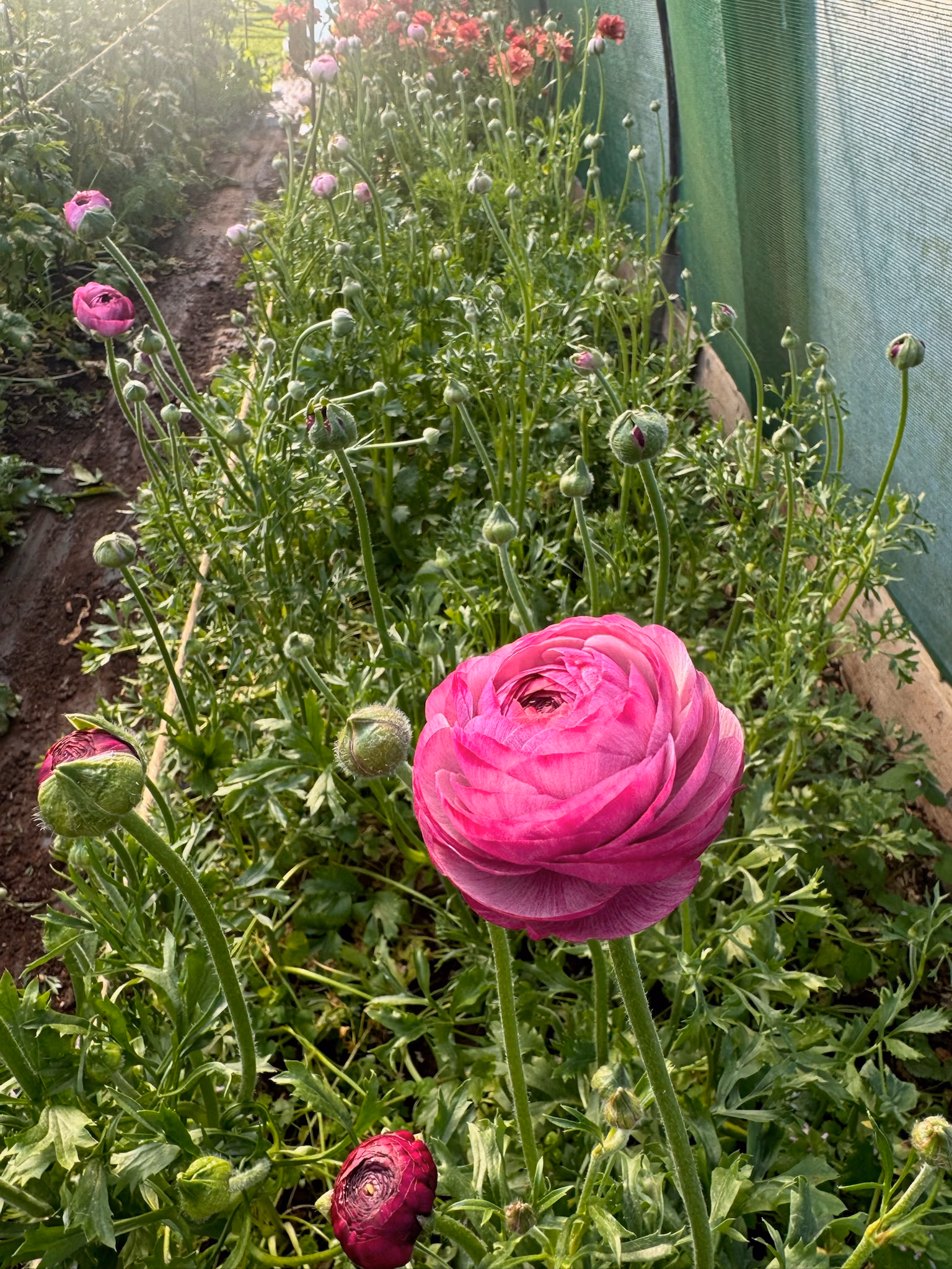 Ranunculus Plants Purple Jean - Image 6
