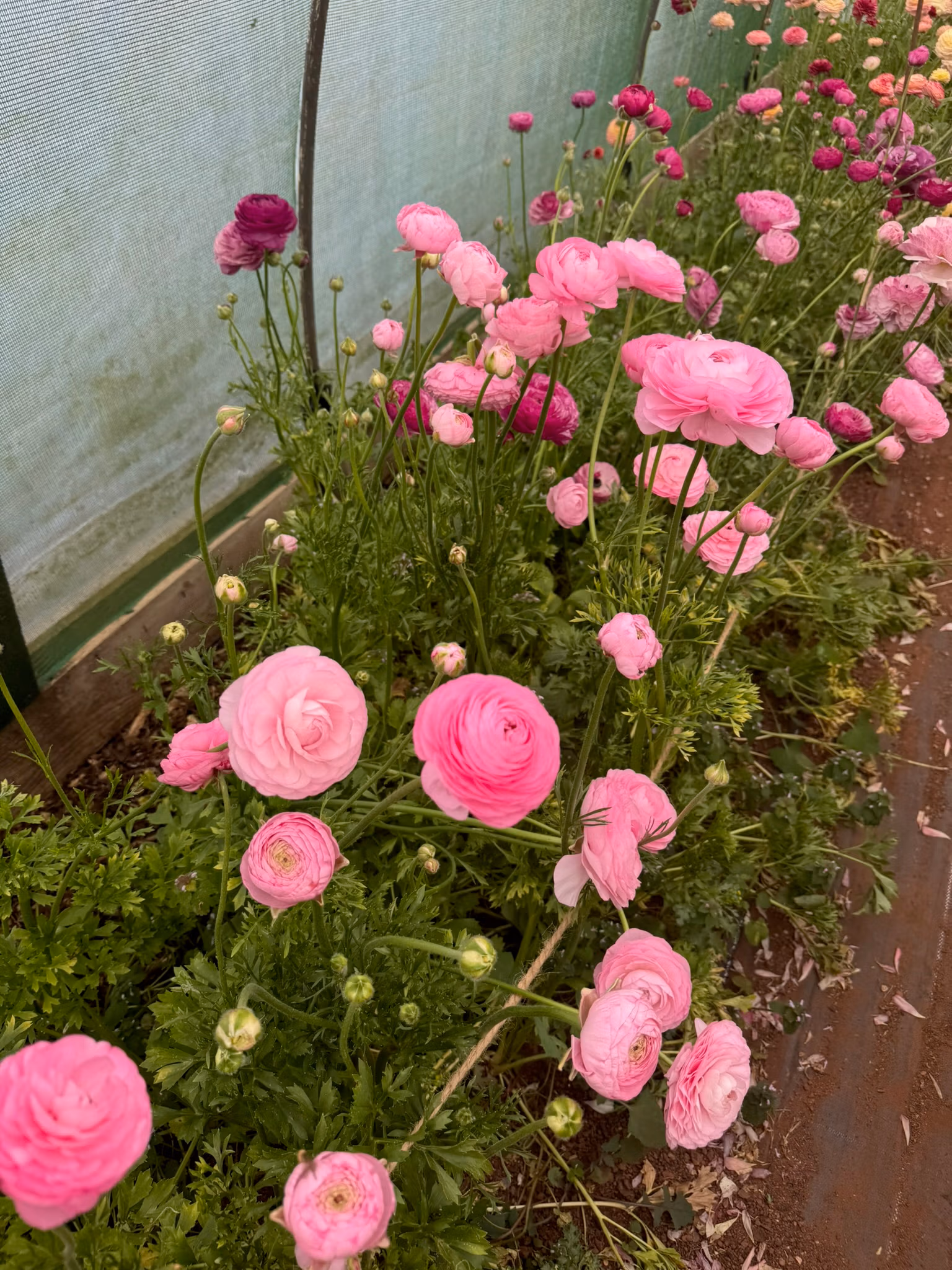 Ranunculus Plants Marshmallow - Image 5