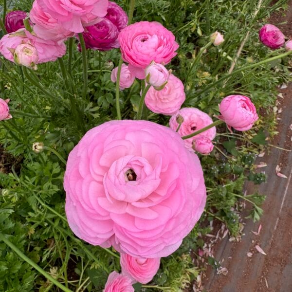 Ranunculus Plants Marshmallow