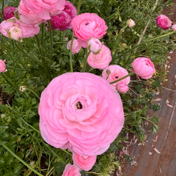 Ranunculus Plants Marshmallow