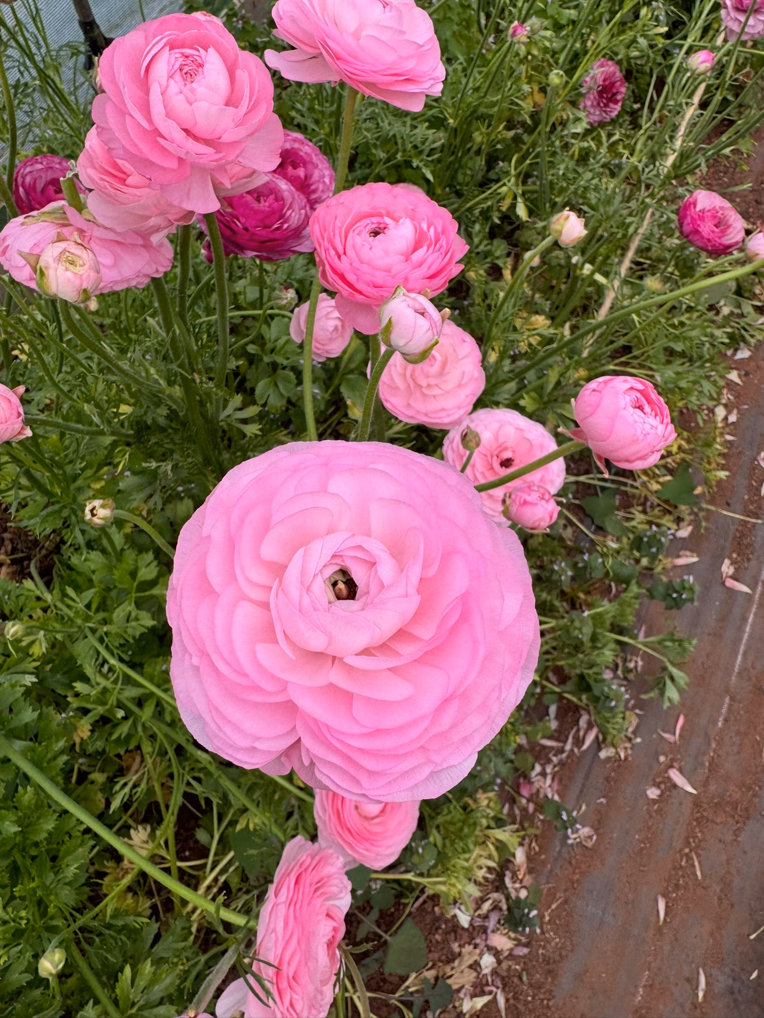 Ranunculus Plants Marshmallow