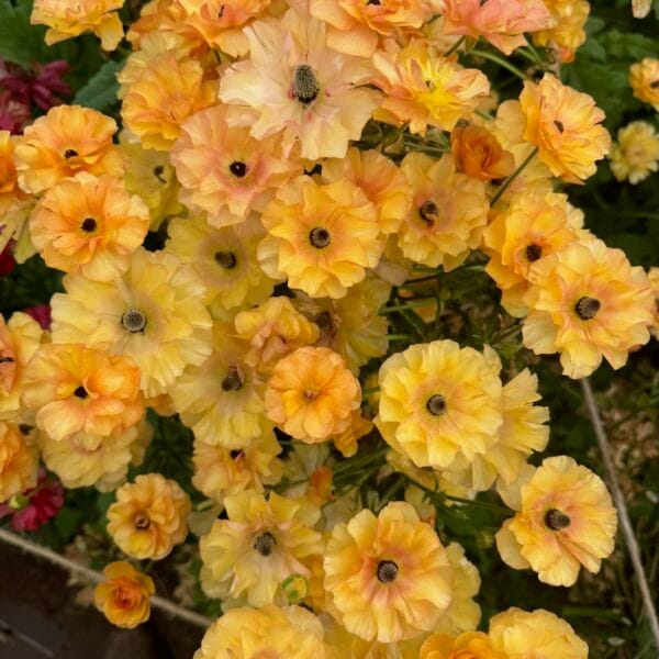 Butterfly Ranunculus Plants Vestalis