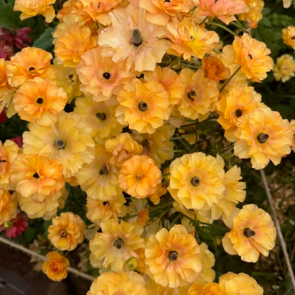 Butterfly Ranunculus Plants Vestalis