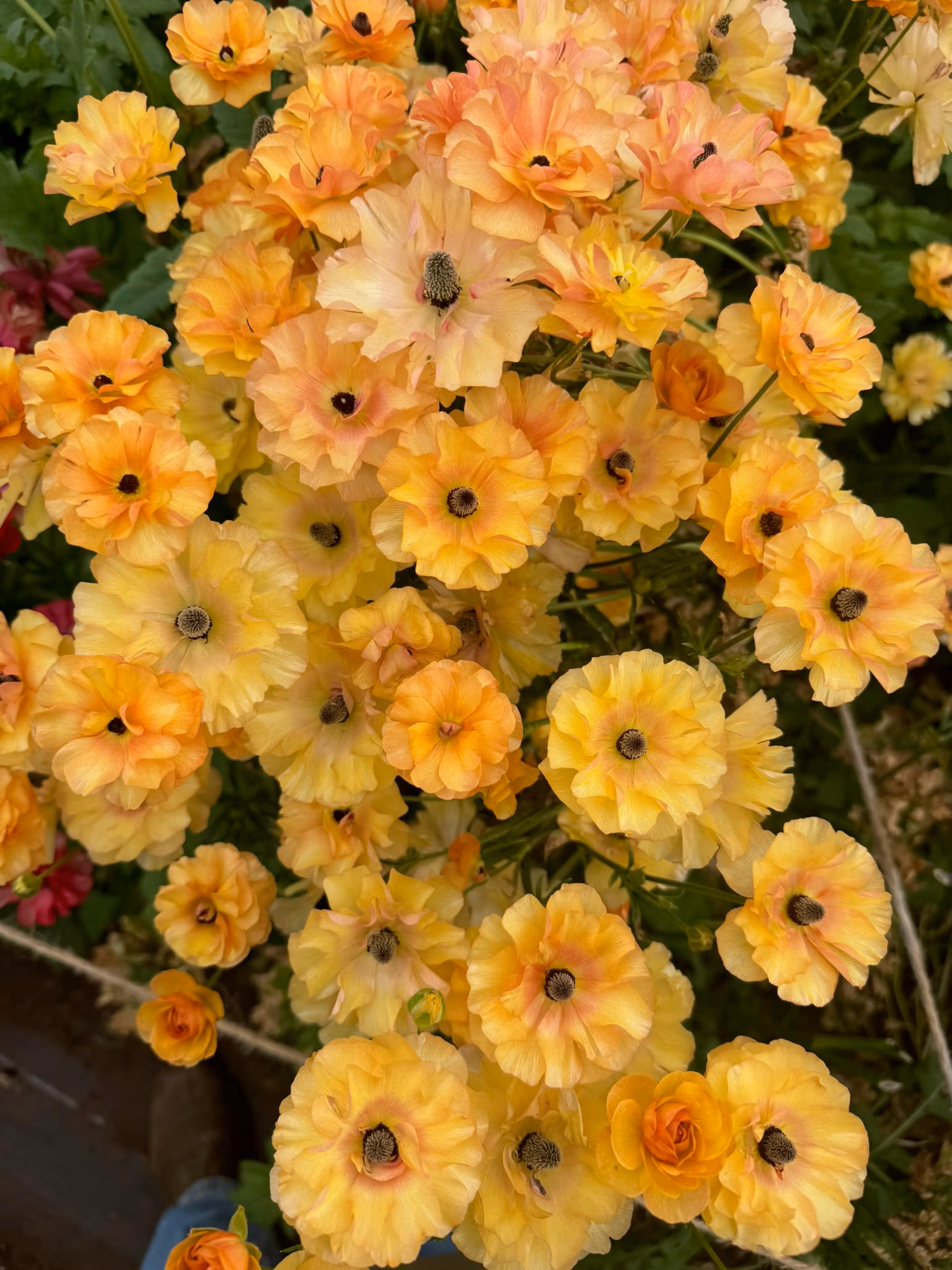 Butterfly Ranunculus Plants Vestalis
