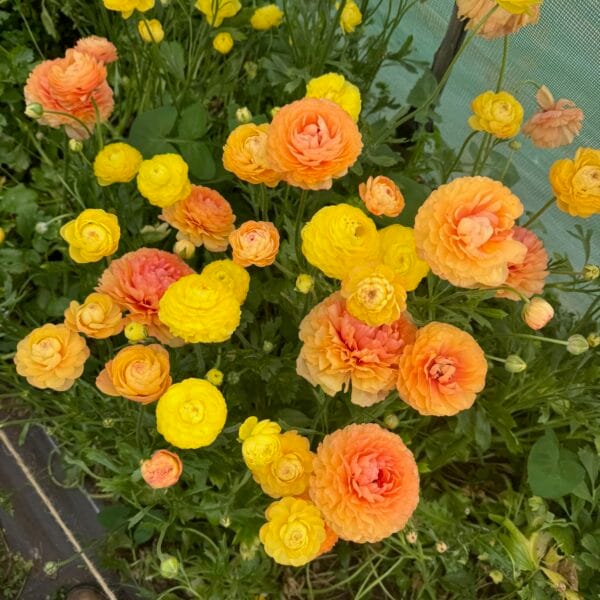 Ranunculus Plants Pastel Lemon