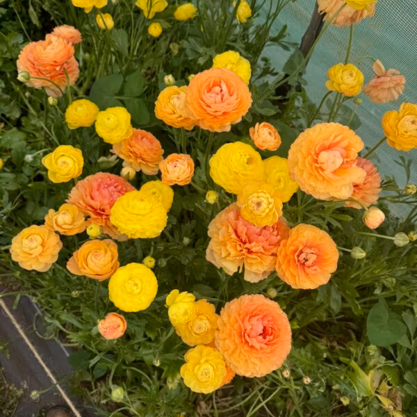 Ranunculus Plants Pastel Lemon