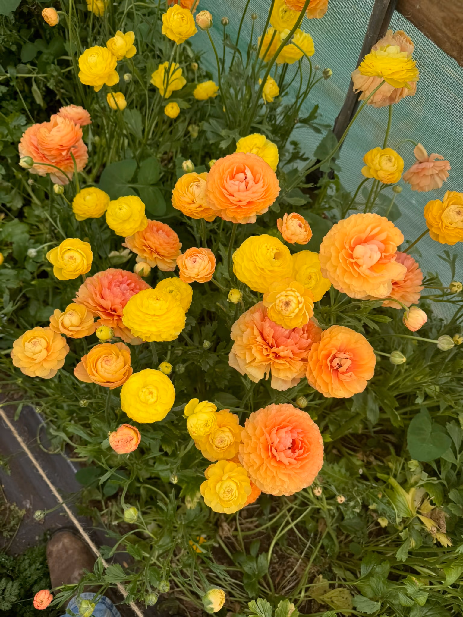 Ranunculus Plants Pastel Lemon